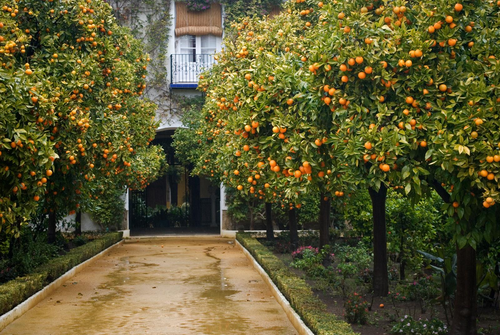 Апельсины (в Испании, Италии, Португалии, Греции),