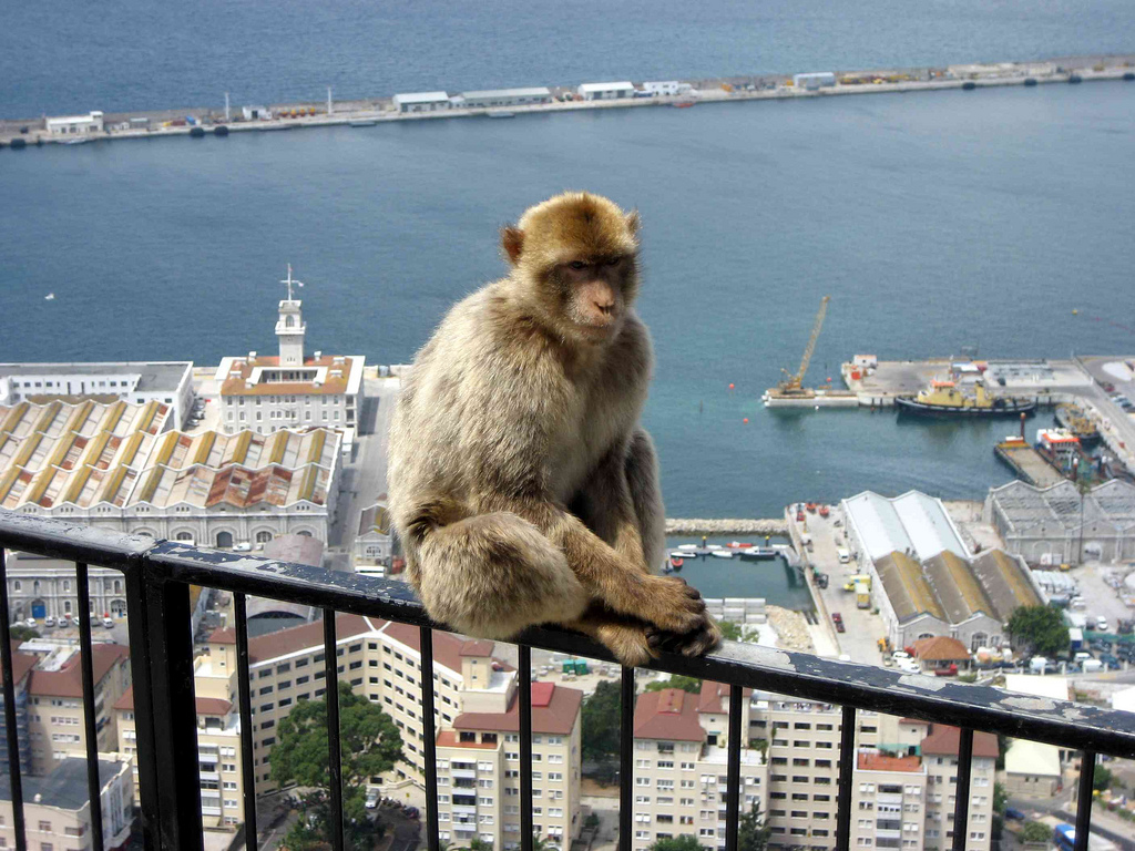 Gibraltar monkeys - study Spanish in Malaga at Academia CILE
