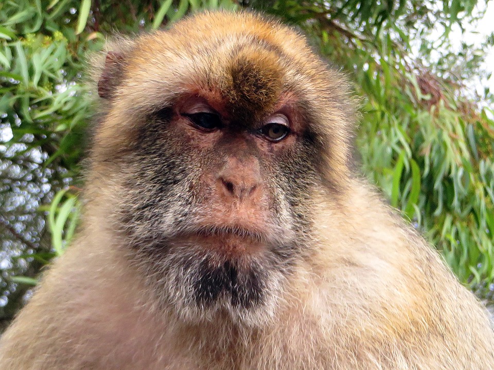 Gibraltar monkeys - study Spanish in Malaga at Academia CILE