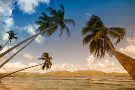 History of palm trees - study Spanish in Malaga at Academia CILE 