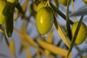 Olives in Andalusia brings the best olive oil in the world - study Spanish Academia CILE